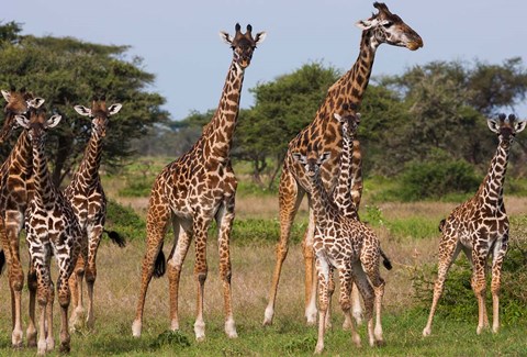 Framed Maasai giraffe, Serengeti NP, Tanzania. Print