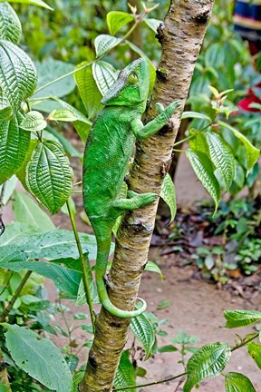 Framed Madagascar, Lizard, Chameleon on tree limb Print