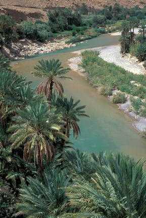 Framed Lush Palms Line the Banks of the Oued (River) Ziz, Morocco Print