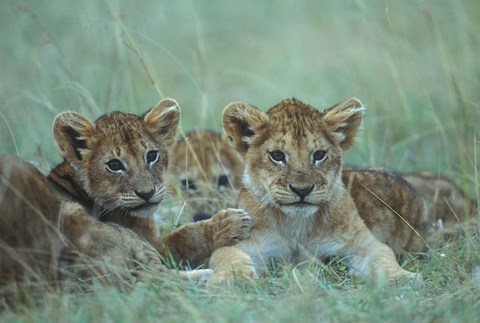 Framed Lion Cubs Rest in Grass, Masai Mara Game Reserve, Kenya Print