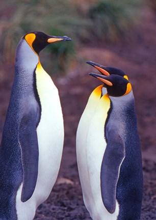 Framed King Penguins, South Georgia Island, Antarctica Print