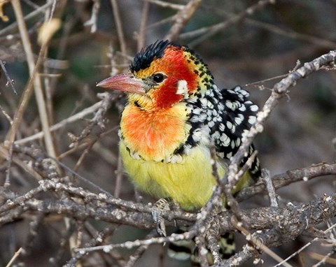 Framed Kenya. Red and yellow barbet bird on tree limb Print