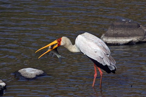 Framed Kenya, Masai Mara. Yellow-billed stork, fish prey Print