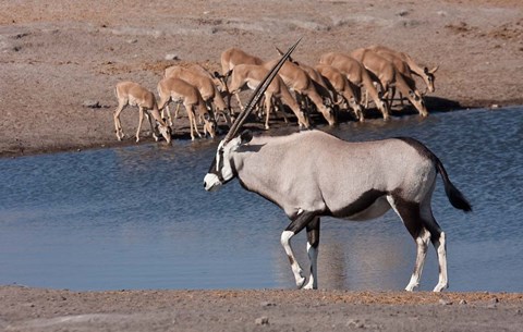 Framed Namibia, Etosha NP, Chudop, Oryx, black-faced impala Print