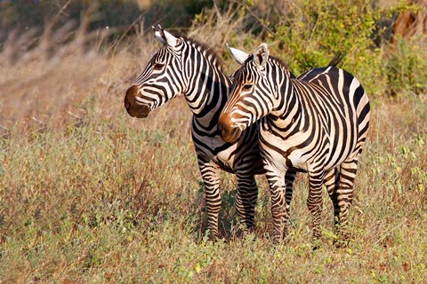 Framed Pair of Zebras in Meru National Park, Meru, Kenya Print