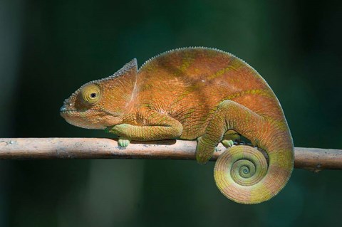 Framed Parson&#39;s Chameleon lizard, Perinet Reserve, Madagascar Print