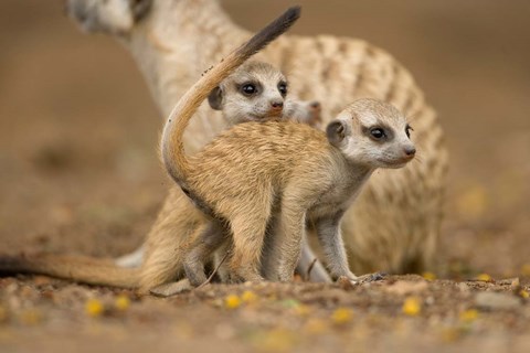 Framed Namibia, Keetmanshoop, Meerkat, Namib Desert, mongoose with babies Print