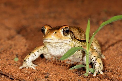 Framed Red Toad, Mkuze Game Reserve, South Africa Print