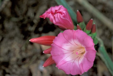 Framed Pink Flower in Bloom, Gombe National Park, Tanzania Print