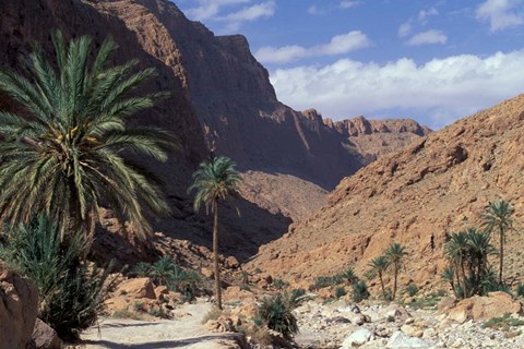 Framed Palm Trees and Creekbed Below Limestone Cliffs, Morocco Print