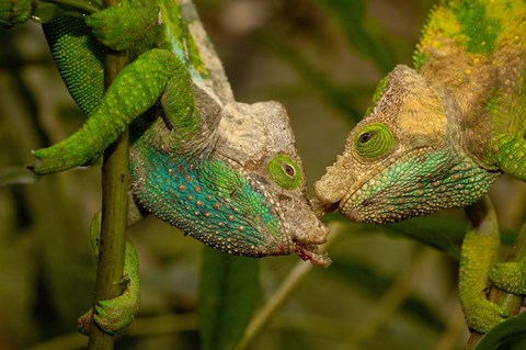 Framed Oshaughnessyi Chameleon lizard, Madagascar, Africa Print