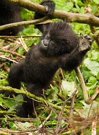 Framed Rwanda, Volcanoes Park, Baby Mountain gorilla Print
