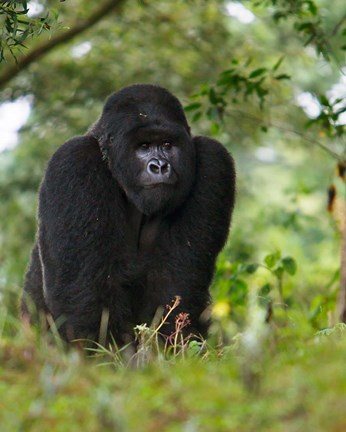 Framed Rwanda, Kigoma, Mountain Gorilla, No 3 Silverback Print