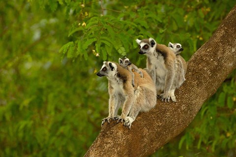 Framed Ring-tailed lemurs, primates, Berenty Reserve MADAGASCAR Print