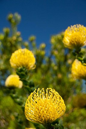 Framed South Africa, Cape Town, Yellow pincushion flowers Print