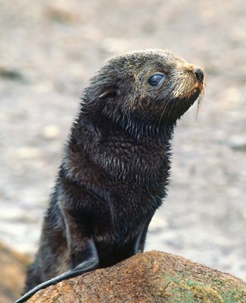 Framed Close up of fur seal pup Print