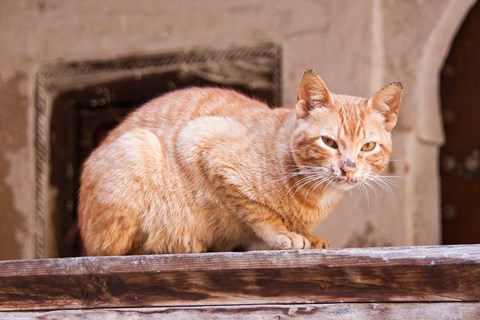 Framed Stray Cat in Fes Medina, Morocco Print
