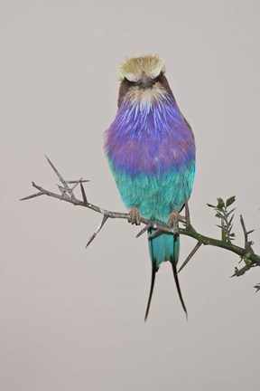 Framed Lilac-breasted Roller Bird pirched on a twig Print