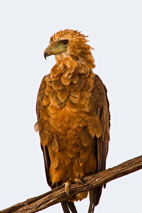 Framed Tawny Eagle on branch above the Maasai Mara Kenya Print