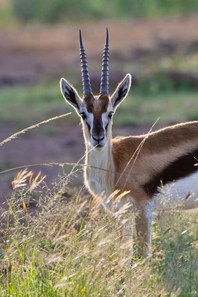 Framed Thomson&#39;s Gazelle on the savannah, Maasai Mara National Reserve, Kenya Print