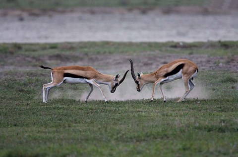 Framed Thomson&#39;s Gazelles Fighting, Tanzania Print