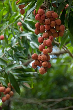 Framed Tropical Litchi Fruit On Tree, Reunion Island, French Overseas Territory Print