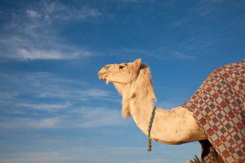 Framed Camel, Tunisia Print