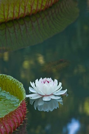 Framed Water lily flowers, Mauritius Print