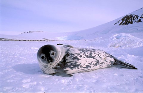 Framed Weddell Seal, Kloa &#39;EP&#39; Rookery, Australian Antarctic Territory, Antarctica Print