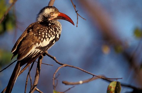 Framed Zimbabwe, Hwange NP, Red-billed hornbill bird Print