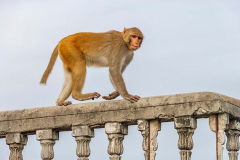 Framed Monkey, Varanasi, India Print