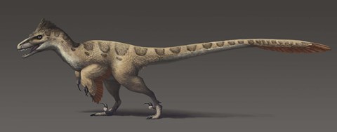 Framed Utahraptor ostrommaysorum, the largest known dromaeosaur Print