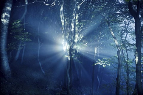 Framed Misty rays in a dark forest, Liselund Slotspark, Denmark Print