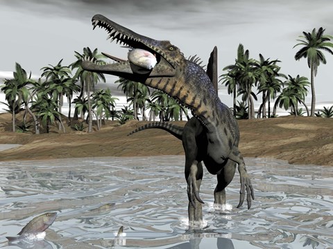 Framed Spinosaurus dinosaur walking in water and feeding on fish Print