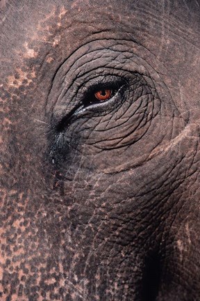 Framed Asian Elephant&#39;s Eye, Kaziranga National Park, India Print