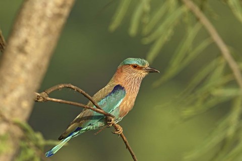 Framed Indian roller bird, Corbett NP, Uttaranchal, India Print