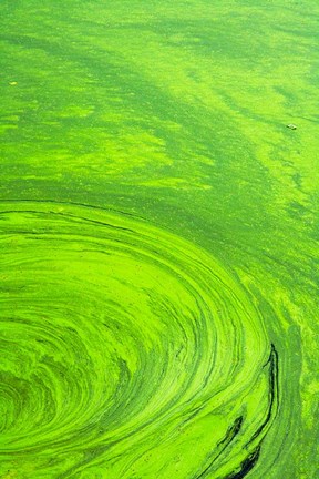 Framed Algae on water, Indhar Lake, Udaipur, Rajasthan, India Print