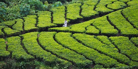 Framed Tea Plantation, Kerala, India Print