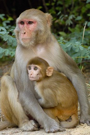 Framed Rhesus Macaque monkey with baby, Bharatpur National Park, Rajasthan INDIA Print
