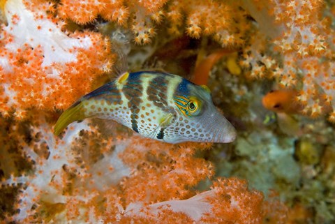 Framed Close-up of pufferfish, Raja Ampat, Papua, Indonesia Print