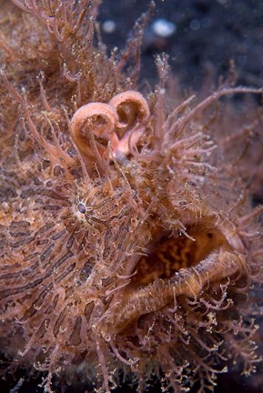 Framed Hairy frogfish Print