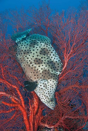 Framed Underwater scene of fish and coral, Raja Ampat, Papua, Indonesia Print