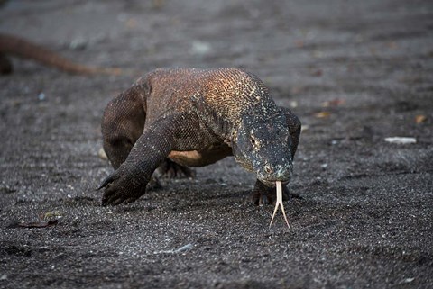 Framed Close-up of Komodo dragon Print