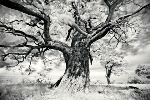 Framed Portrait of a Tree, Study 2 Print