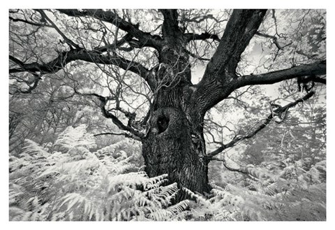 Framed Portrait of a Tree, Study 12 Print