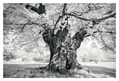 Framed Portrait of a Tree, Study 18 Print