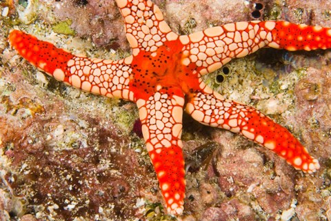 Framed Sea Star, Banda Island, Indonesia Print