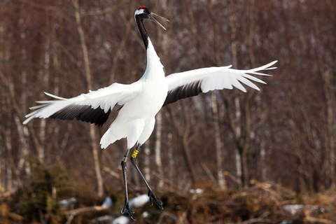 Framed Japanese crane, Hokkaido, Japan Print