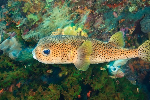 Framed Pufferfish, Scuba Diving, Tukang Besi, Indonesia Print