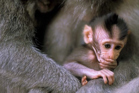 Framed Indonesia, Bali, Ubud, Long tailed macaque Print